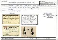 Karteikarte zum Lectotyp von Triloculina nodosaroides Karrer, 1867